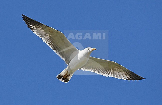 Armenian Gull (Larus armenicus) at Lake Sevan, Armenia. stock-image by Agami/Eduard Sangster,