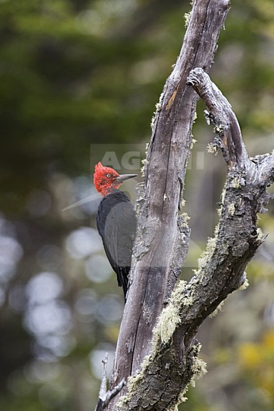 Magellanic Woodpecker male perched against a tree; Magelhaenspecht zittend tegen een boom stock-image by Agami/Marc Guyt,