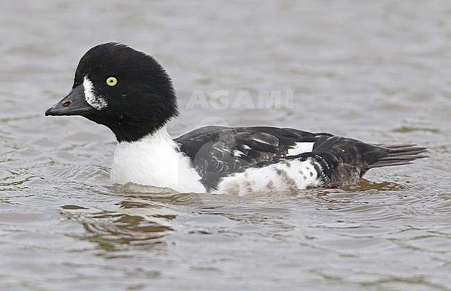 Barrow's Goldeneye (Bucephala islandica), first winter male swimming in captivty, seen from the side. stock-image by Agami/Fred Visscher,