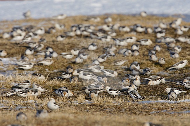 Large group on a meadow; Grote groep op weiland stock-image by Agami/Arie Ouwerkerk,