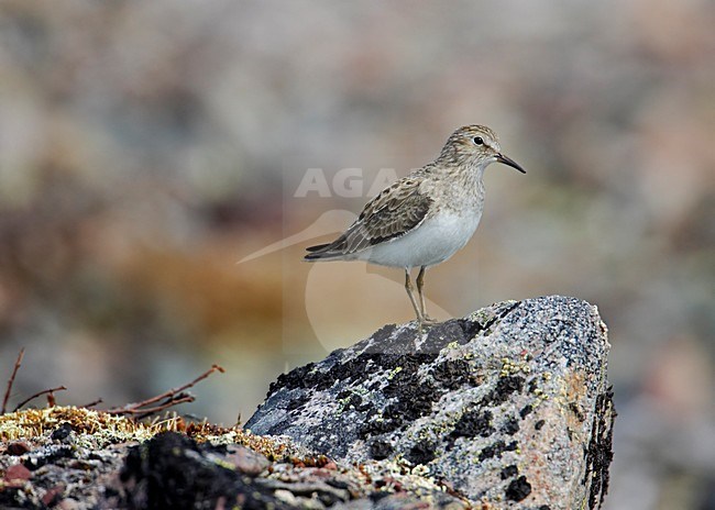 Temmincks Stint standing, Temmincks Strandloper stock-image by Agami/Markus Varesvuo,