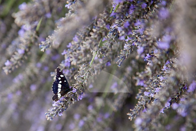 Kleine IJsvogelvlinder, White Admiral, Limenitis camilla stock-image by Agami/Theo Douma,