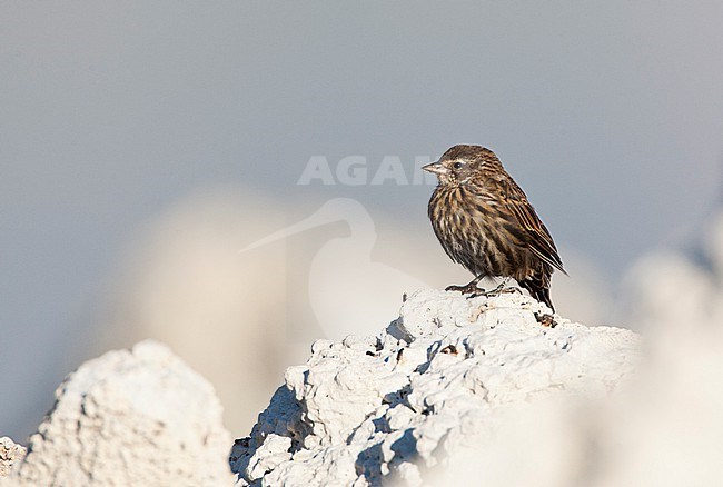 Red-winged Blackbird (Agelaius phoeniceus) perched on tufa rock formations at Mono Lake, USA. stock-image by Agami/Marc Guyt,
