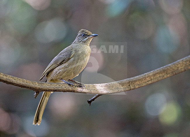 Streak-eared Bulbul, Pycnonotus conradi, in Thailand. stock-image by Agami/Pete Morris,