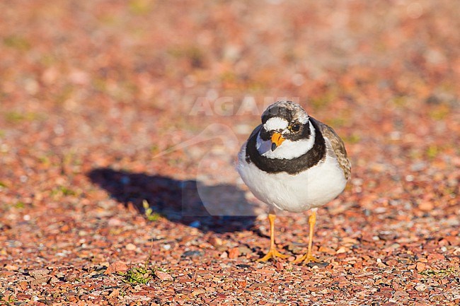 Bontbekplevier, Common Ringed Plover, Charadrius  adult breeding on peble parking lot stock-image by Agami/Menno van Duijn,