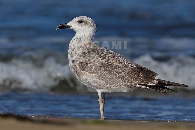 Yellow-legged Gull (Larus michahellis), standing on the shore stock-image by Agami/Saverio Gatto,