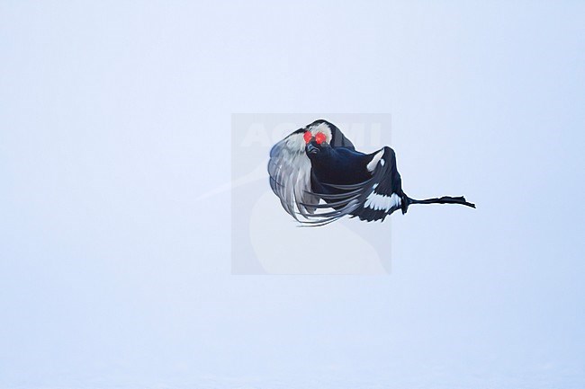 Adult male Black Grouse (Lyrurus tetrix tetrix) at a lek in Germany during early spring with lots of snow. Jumping during courtship. stock-image by Agami/Ralph Martin,