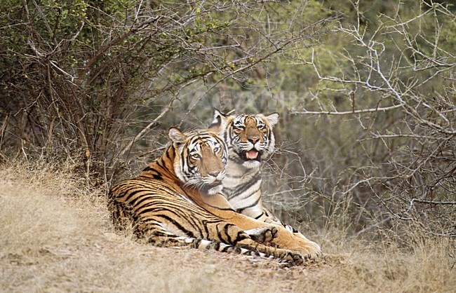 Bengaalse Tijger twee jongen spelend; Bengal Tiger two young playing stock-image by Agami/Roy de Haas,