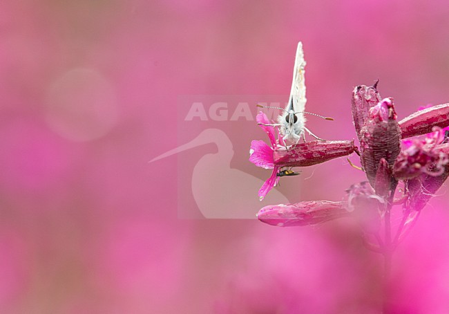 Icarusblauwtje op roze bloem, Common Blue on pink flower stock-image by Agami/Rob de Jong,