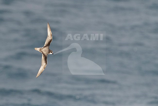 Mottled Petrel (Pterodroma inexpectata) flying over Subantarctic waters of New Zealand in the southern pacific ocean. stock-image by Agami/Marc Guyt,
