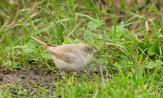 Asian Desert Warbler (Sylvia nana) as a vagrant on Terschelling, Netherlands stock-image by Agami/Edwin Winkel,