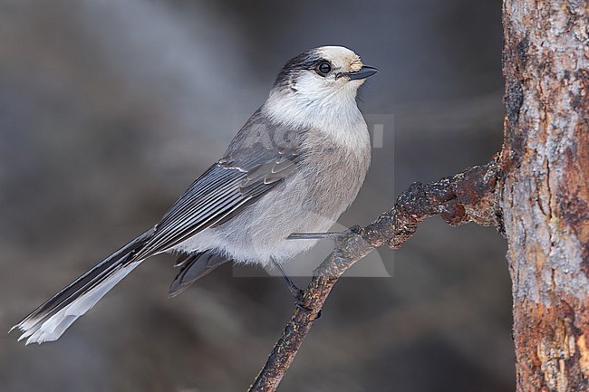 Canada Jay (Perisoreus canadensis) Perched on a branch in Minnesota stock-image by Agami/Dubi Shapiro,