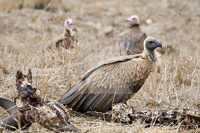 Witruggier, African White-backed Vulture, Gyps africanus stock-image by Agami/Marc Guyt,