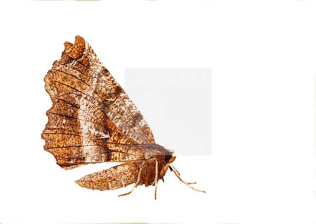 Early Thorn, Selenia dentaria stock-image by Agami/Wil Leurs,
