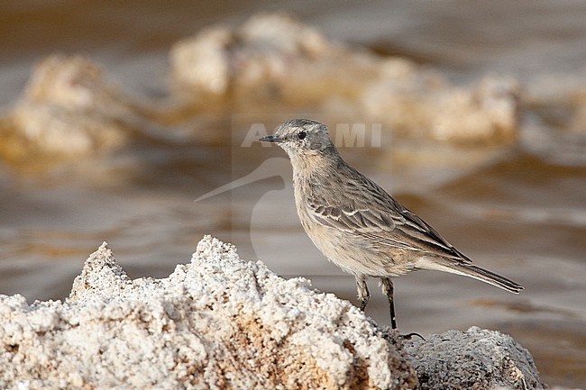 Caucasian Water Pipit (Anthus spinoletta coutellii) during spring migration at saltpans of KM20 near Eilat, Israel. stock-image by Agami/Marc Guyt,