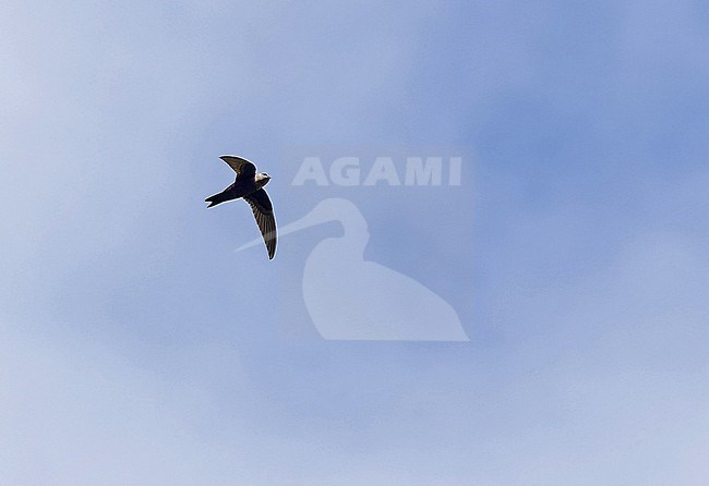 American Black Swift, Cypseloides niger, in Puerto Rico. stock-image by Agami/Pete Morris,