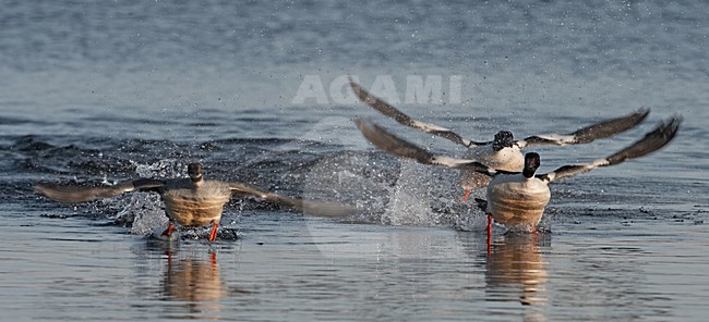 Grote Zaagbekken landend in water; Goosanders landing in water stock-image by Agami/Jari Peltomäki,