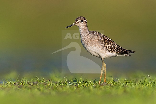 Bosruiter; Wood Sandpiper; Tringa glareola stock-image by Agami/Daniele Occhiato,