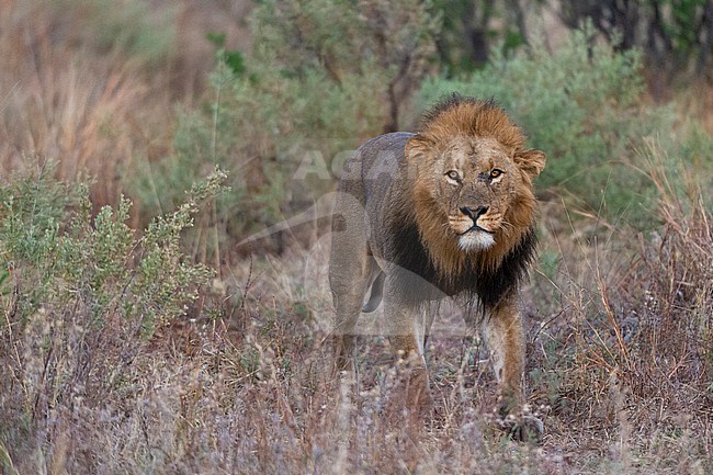 A male lion, Panthera leo, patrolling. Khwai Concession, Okavango Delta, Botswana stock-image by Agami/Sergio Pitamitz,