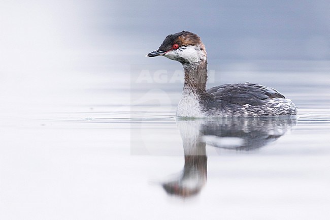 Slavonian Grebe - Ohrentaucher - Podiceps auritus ssp. auritus, Germany, adult winter plumage stock-image by Agami/Ralph Martin,