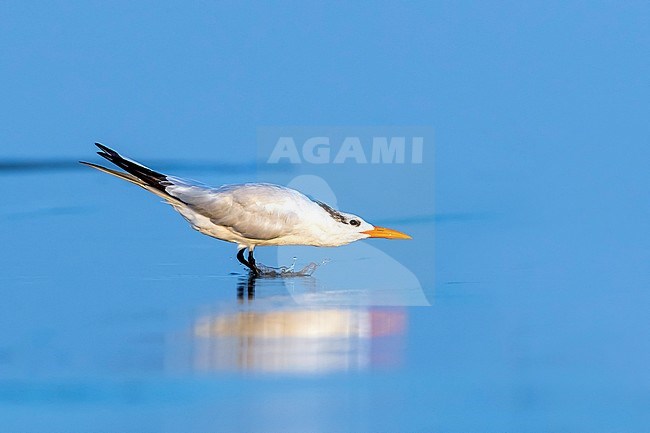 An adult American Royal Tern sitting on Stone Harbour beach, Cape May, New Jersey. August 2016. stock-image by Agami/Vincent Legrand,