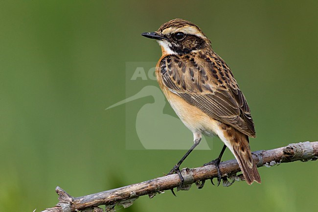 Volwassen Paapje; Adult Whinchat stock-image by Agami/Daniele Occhiato,