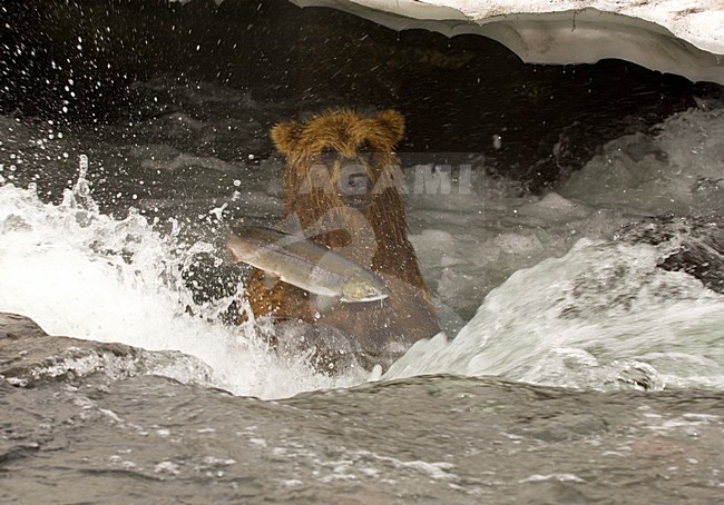 Kamtsjatkabeer vissend, Kamchatka Brown Bear fishing stock-image by Agami/Sergey Gorshkov,