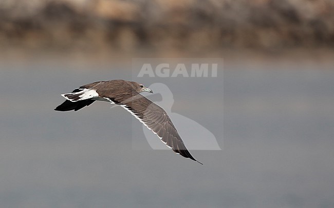 Sooty Gull (Ichthyaetus hemprichii) in flight at Dibba Harbor, UAE stock-image by Agami/Helge Sorensen,