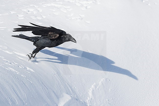 Common Raven - Kolkrabe - Corvus corax ssp. corax, Switzerland stock-image by Agami/Ralph Martin,