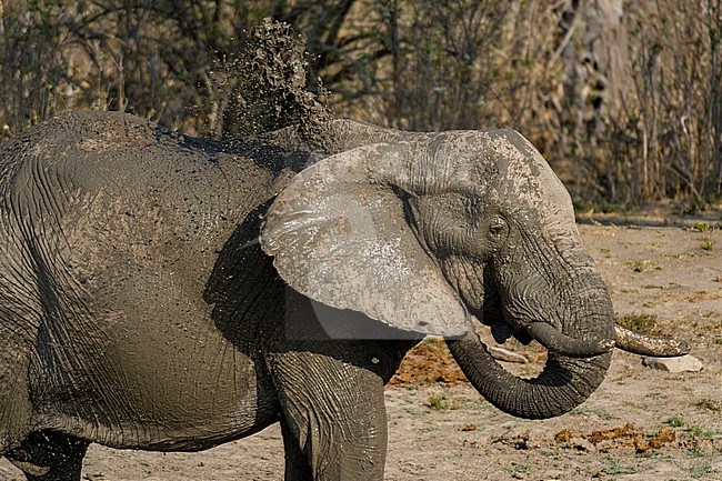 Portrait of an African elephant, Loxodonta africana, mudding in a water hole. Savute Marsh, Chobe National Park, Botswana. stock-image by Agami/Sergio Pitamitz,