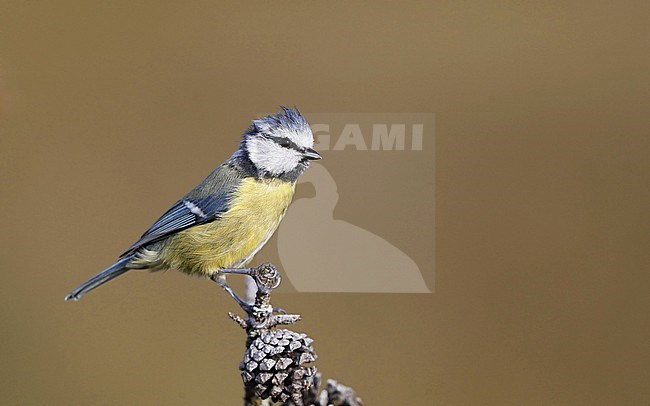 Eurasian Blue Tit (Cyanistes caeruleus) worn adult at Hyllekrog, Denmark. stock-image by Agami/Helge Sorensen,