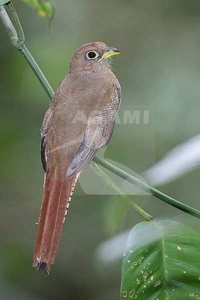 A Female Choco Black-throated Trogon (Trogon cupreicauda) at Rio La Miel, Caldas, Colombia.  In Colombia in both the Pacific and Magdalena valley, this species has a yellow eyering.  This is often not documented. Most probably this species. Recently split. stock-image by Agami/Tom Friedel,