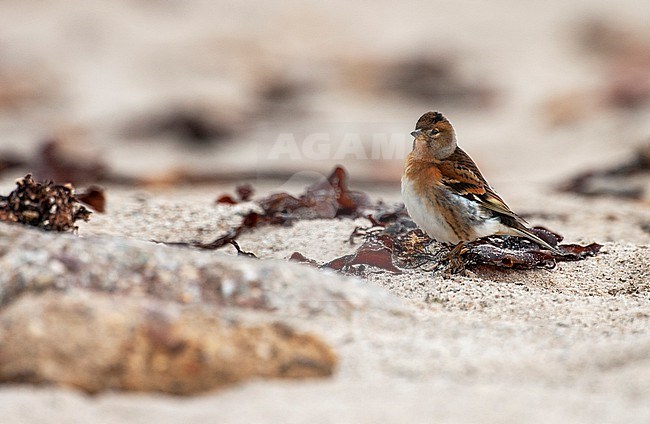 Brambling (Fringilla montifringilla) during autumn migration on Helgoland, Germany. Standing on the beach. stock-image by Agami/Marc Guyt,