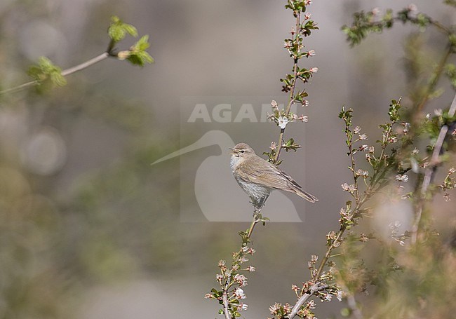 Turkmenistan Common Chiffchaff (Phylloscopus collybita menzbieri) in Iran. stock-image by Agami/Pete Morris,