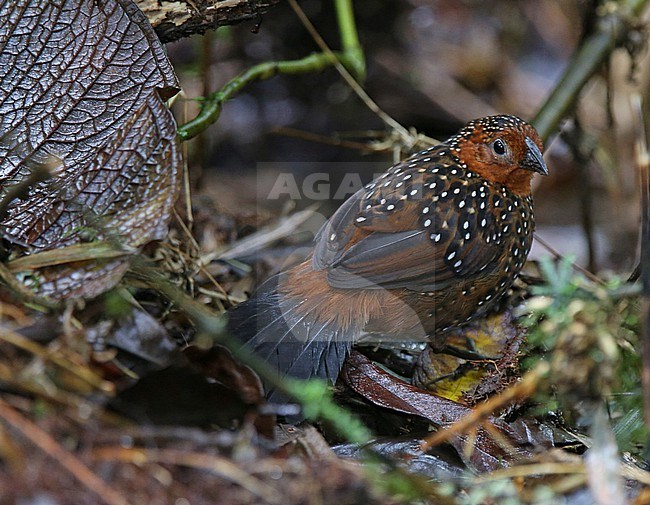 Ocellated Tapaculo (Acropternis orthonyx orthonyx) at Rio Blanco Ecological Reserve, Manizales, Caldas, Colombia. stock-image by Agami/Tom Friedel,