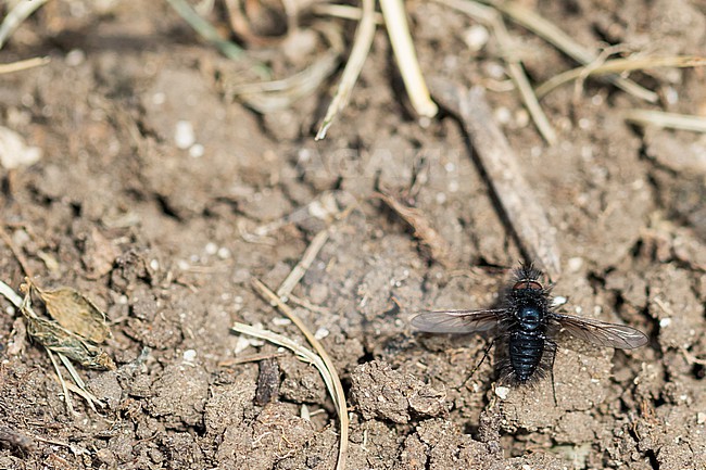 Bombylella atra - Schwarzer Wollschweber, Germany (Baden-Württemberg), imago, female stock-image by Agami/Ralph Martin,