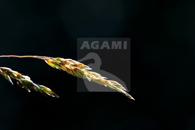 Broad-leaved Meadow-grass grass spike stock-image by Agami/Wil Leurs,