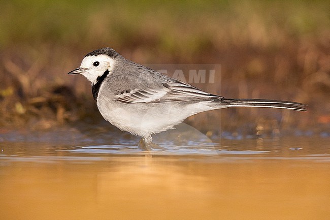 White Wagtail (Motacilla alba), side view of an adult standing in the water, Campania, Italy stock-image by Agami/Saverio Gatto,