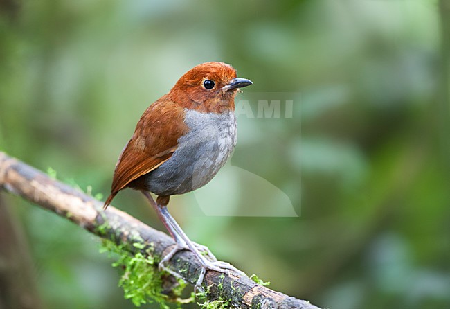 Tweekleurige Mierpitta volwassen exemplaar staand in de onderbegroeing; Bicolored Antpitta adult perched in undergrowth stock-image by Agami/Marc Guyt,