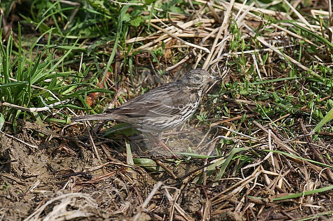 Asian Buff-bellied Pipit, Anthus rubescens japonicus stock-image by Agami/Pete Morris,