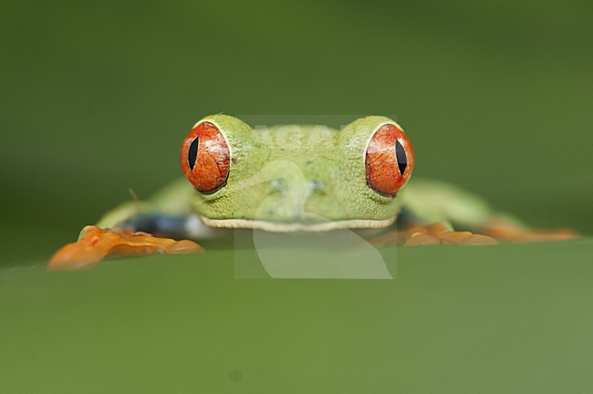Roodoogmaki; Red-eyed Tree Frog stock-image by Agami/Bence Mate,