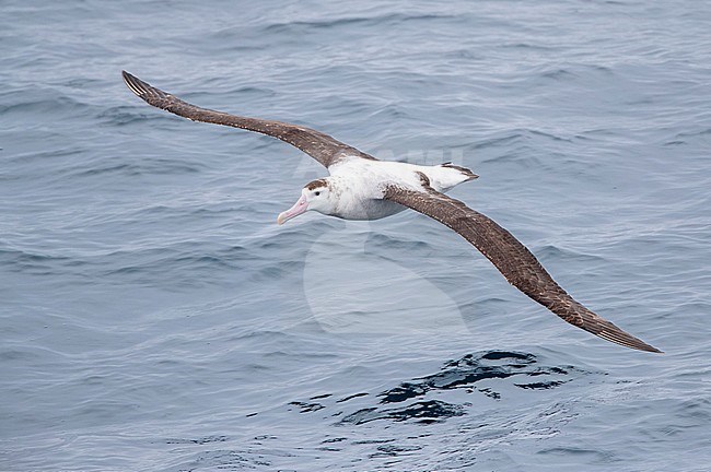 Antipodean albatross (Diomedea antipodensis) flying over the New Zealand subantarctic Pacific Ocean. Gliding low over the water surface. stock-image by Agami/Marc Guyt,