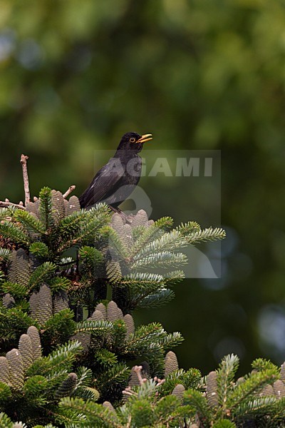 Zingend mannentje Merel op top van spar. Singing male Common Blackbird on top of a spruce stock-image by Agami/Ran Schols,