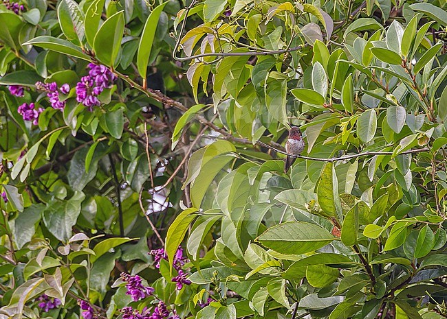 Male Glow-throated Hummingbird (Selasphorus ardens) in Panama. stock-image by Agami/Pete Morris,