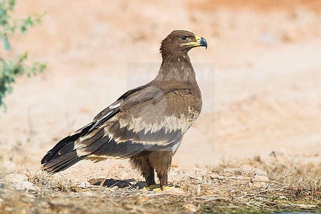 Steppe Eagle (Aquila nipalensis orientalis), juvenile standing on the ground stock-image by Agami/Saverio Gatto,