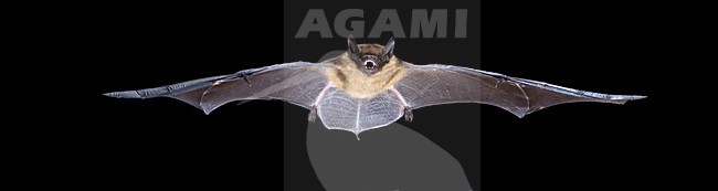 Laatvlieger in de vlucht; Serotine Bat in flight stock-image by Agami/Theo Douma,