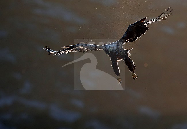 White-tailed Eagle (Haliaetus albicilla) Norway August 2018 stock-image by Agami/Markus Varesvuo,