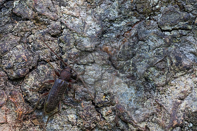 Trichoferus campestris - Velvet longhorned beetle, Germany (Baden-Württemberg), imago stock-image by Agami/Ralph Martin,