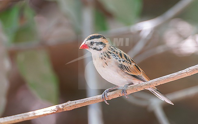 Pin-tailed whydah, Vidua macroura, male in non-breeding plumage, in the Gambia. stock-image by Agami/Marc Guyt,