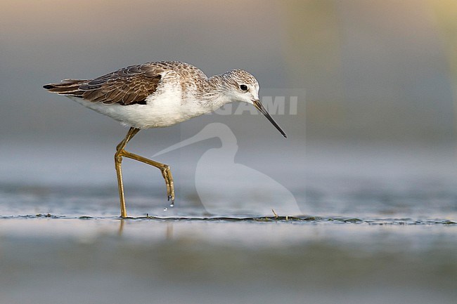 Marsh Sandpiper - TeichwasserlÃ¤ufer - Tringa stagnatilis, Oman, adult, nonbreeding stock-image by Agami/Ralph Martin,